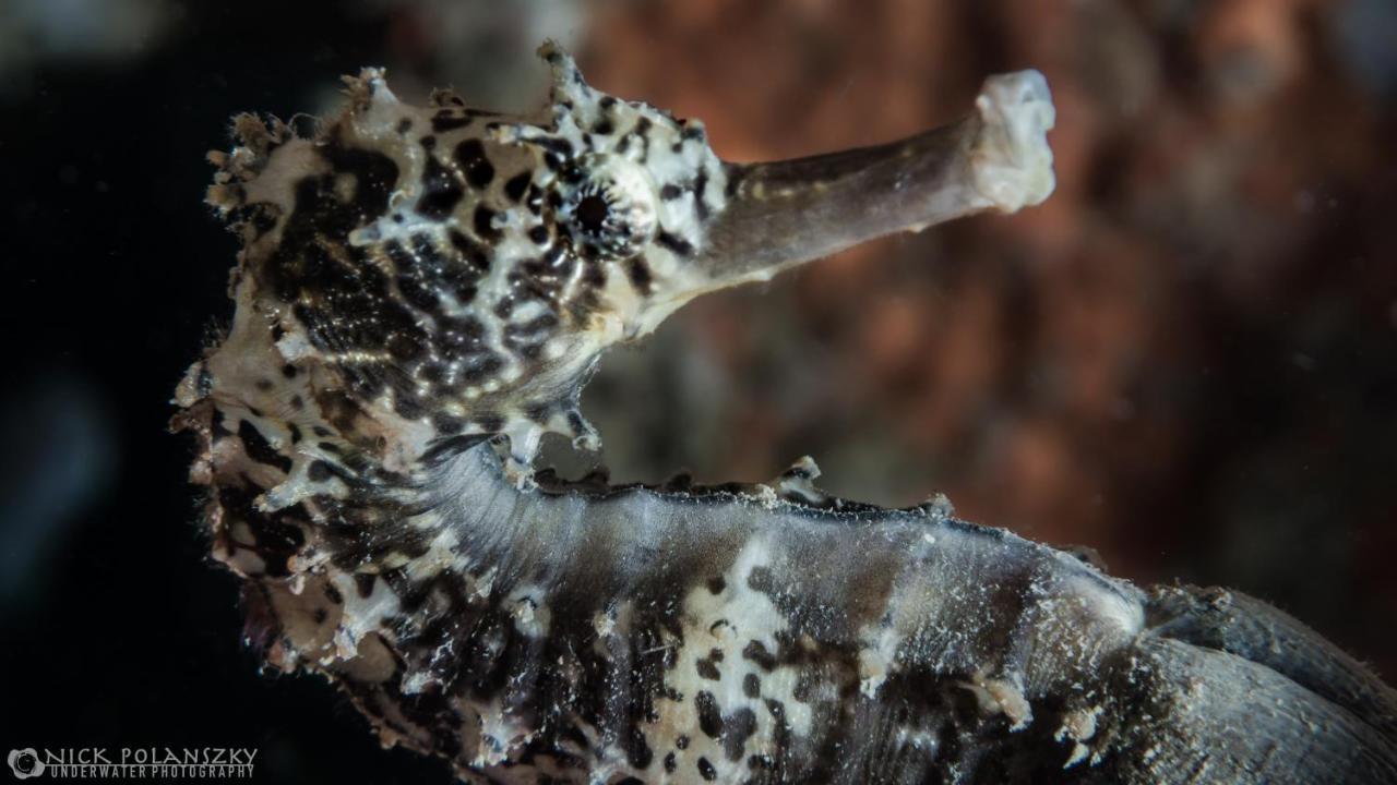 Forra Dive Resort Sunrise Κο Λίπε Εξωτερικό φωτογραφία