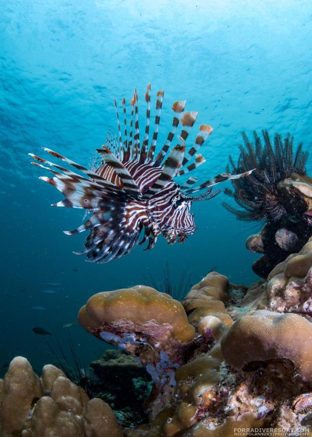 Forra Dive Resort Sunrise Κο Λίπε Εξωτερικό φωτογραφία